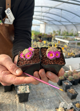 Mammillaria hernandezii