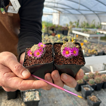 Mammillaria hernandezii