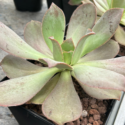 Aeonium nobile