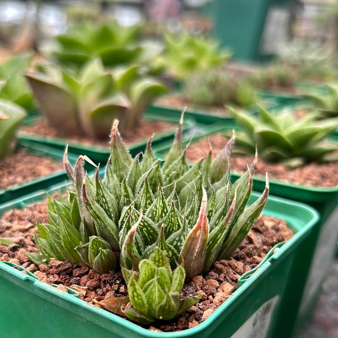 Haworthia-Aquamarin