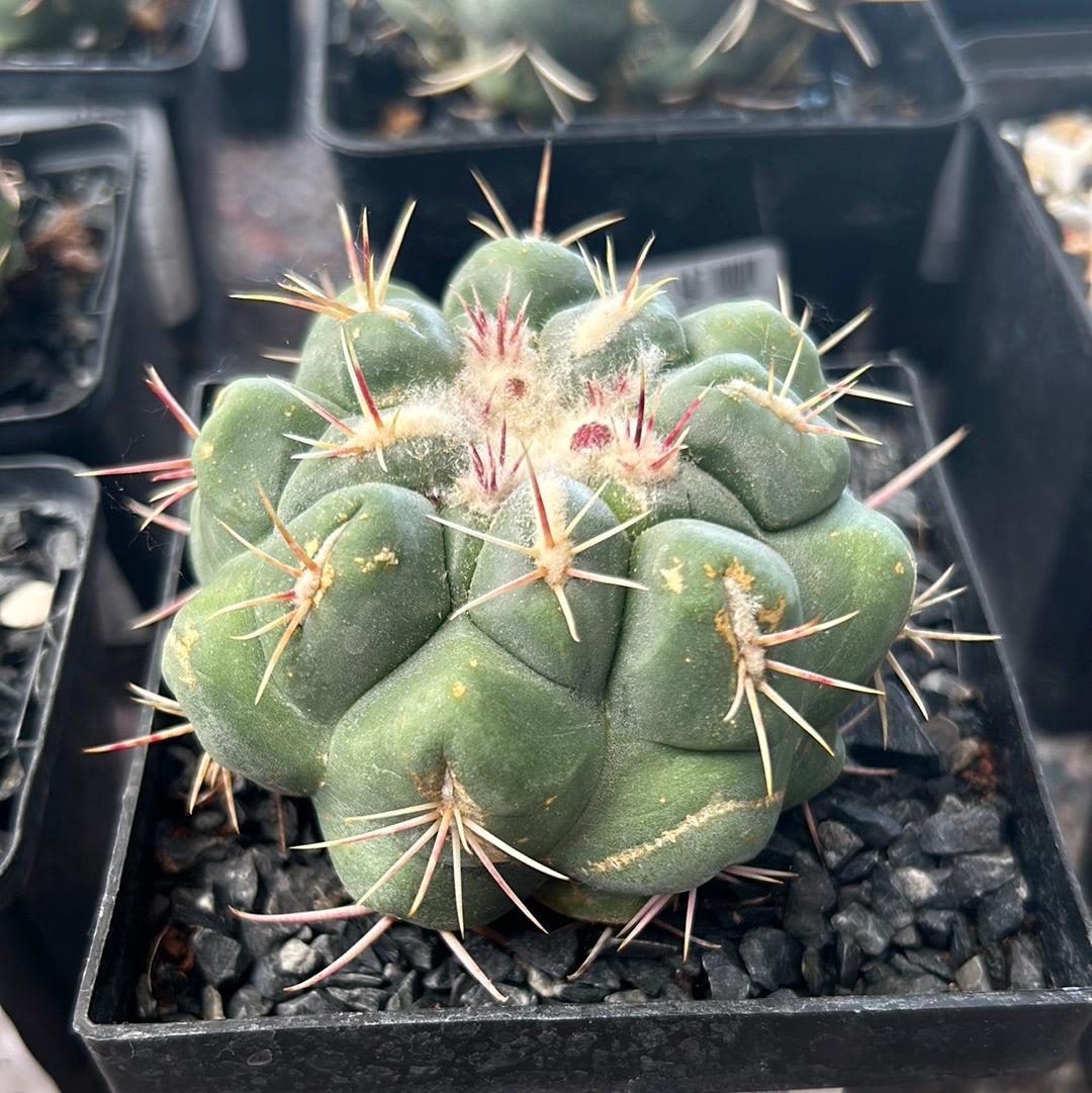 Thelocactus hexaedrophorus