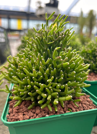 Rhipsalis hatiora