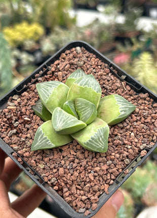 Haworthia 'Muyeri'