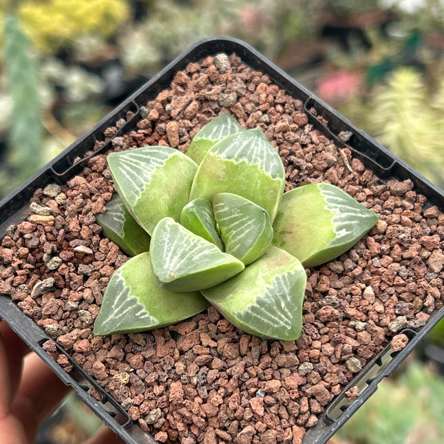 Haworthia 'Muyeri'