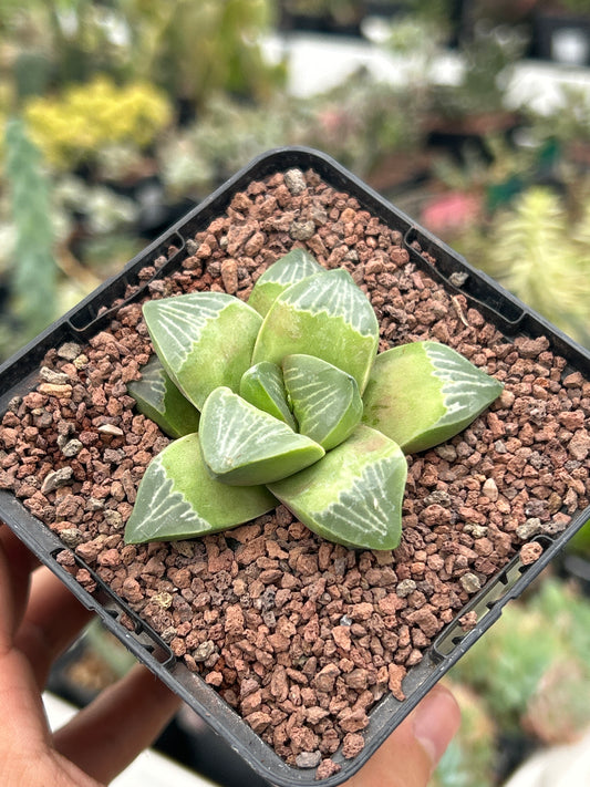 Haworthia 'Muyeri'