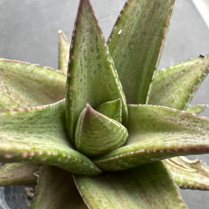 Haworthiopsis ‘Revendeti’