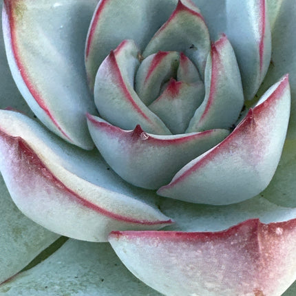 Echeveria 'Haruurara' | La Primavera encendida
