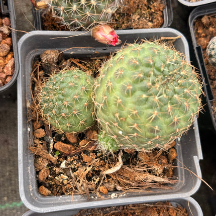 Aylostera pygmaea var. atroviridens