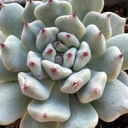 Echeveria cuspidata var. cuspidata