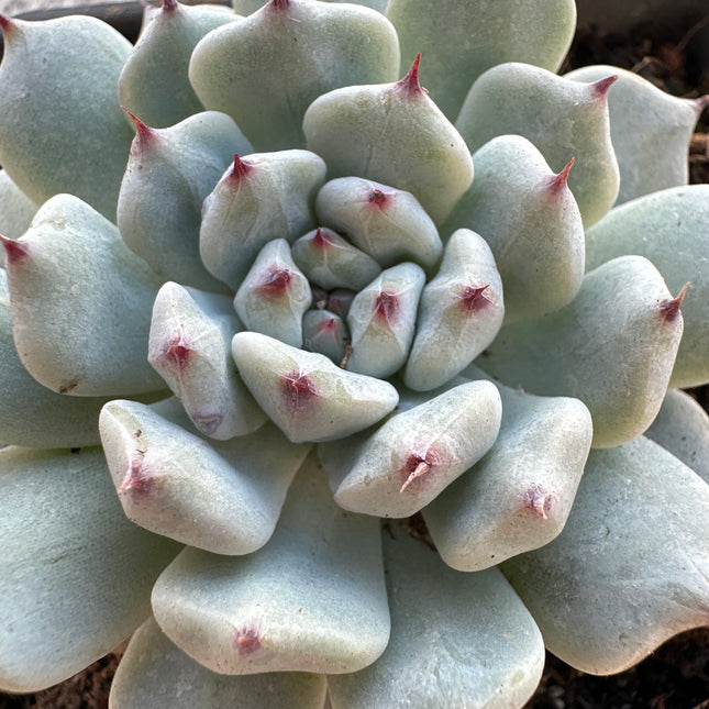 Echeveria cuspidata var. cuspidata | Lanzenspitzen-Echeverie