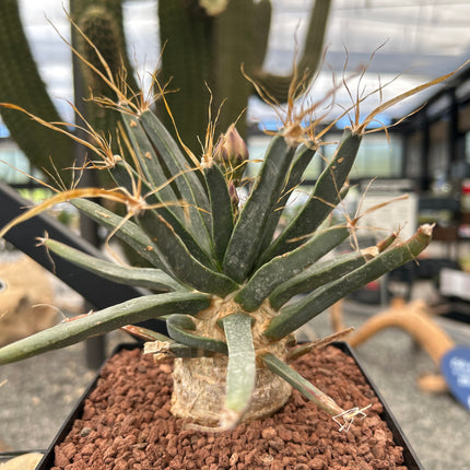 Leuchtenbergia principis