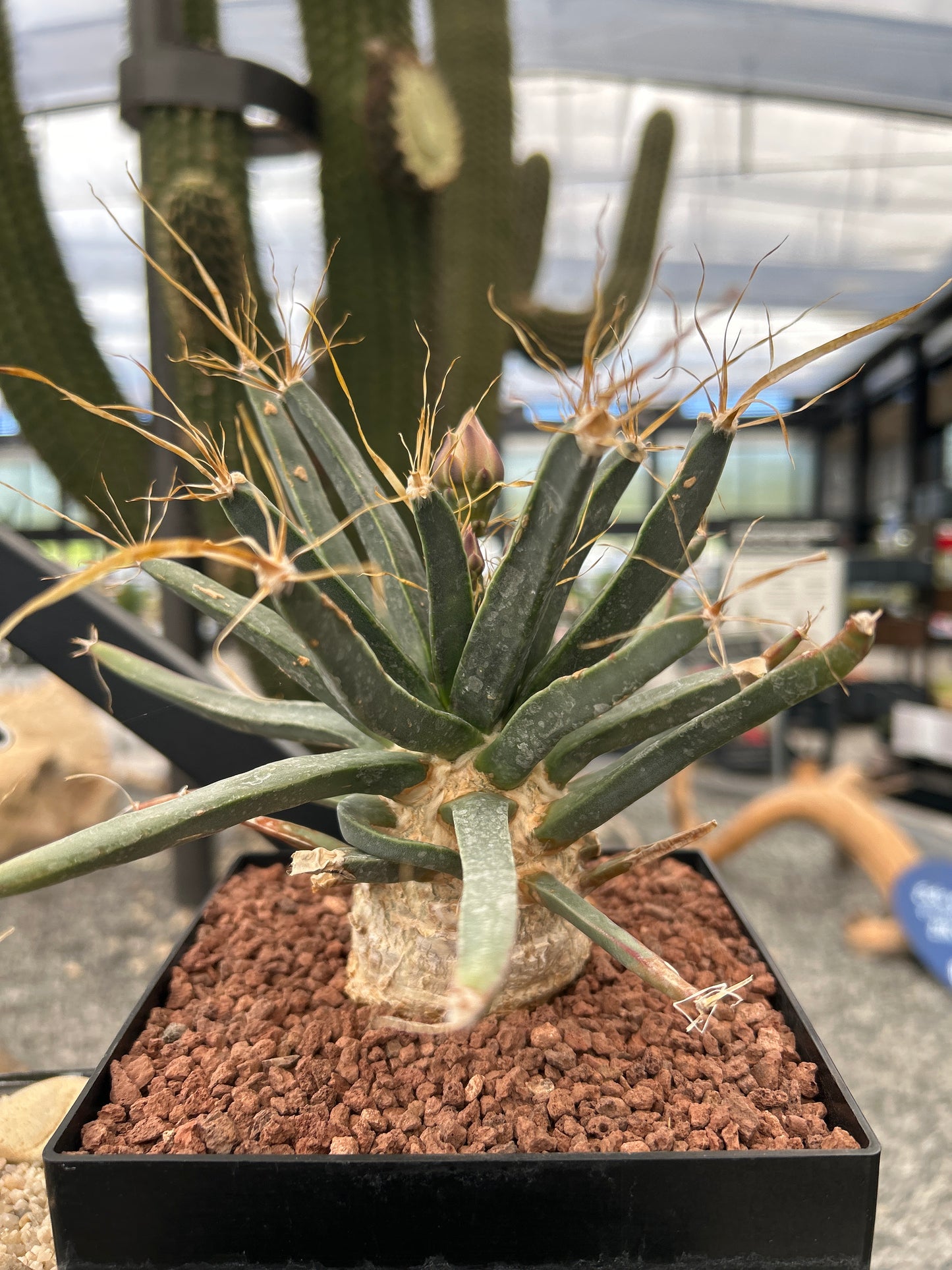 Leuchtenbergia principis