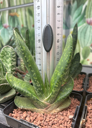 Gasteria disticha var. langebergensis