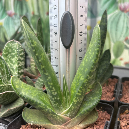 Gasteria disticha var. langebergensis