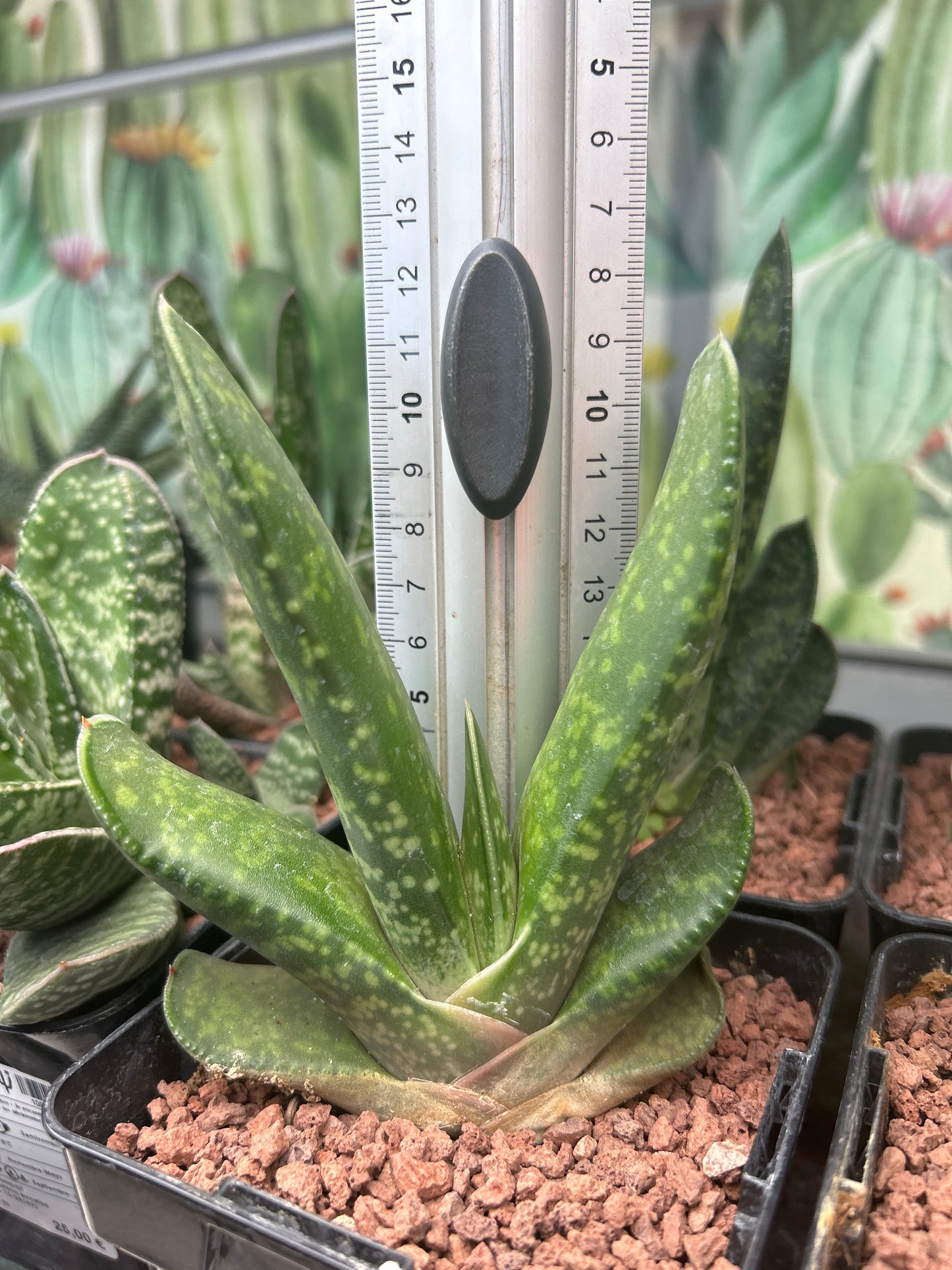 Gasteria disticha var. langebergensis