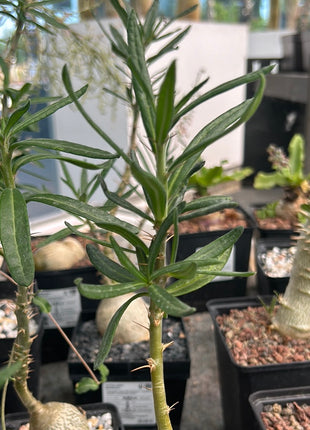 Pachypodium bispinosum