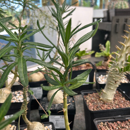 Pachypodium bispinosum