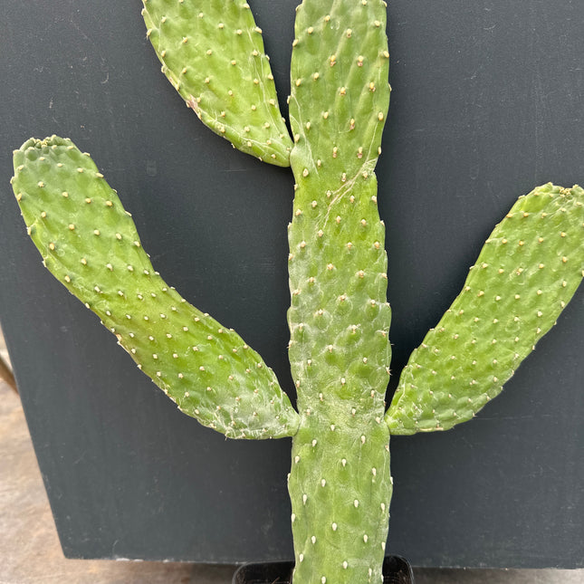 Consolea rubescens | Roadkill cactus