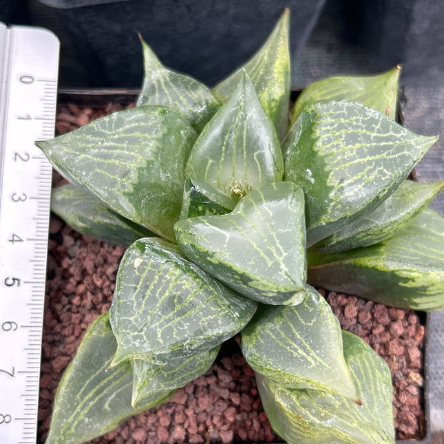 Haworthia emelyae var. Comptoniana Lebenslauf. Urahnnya