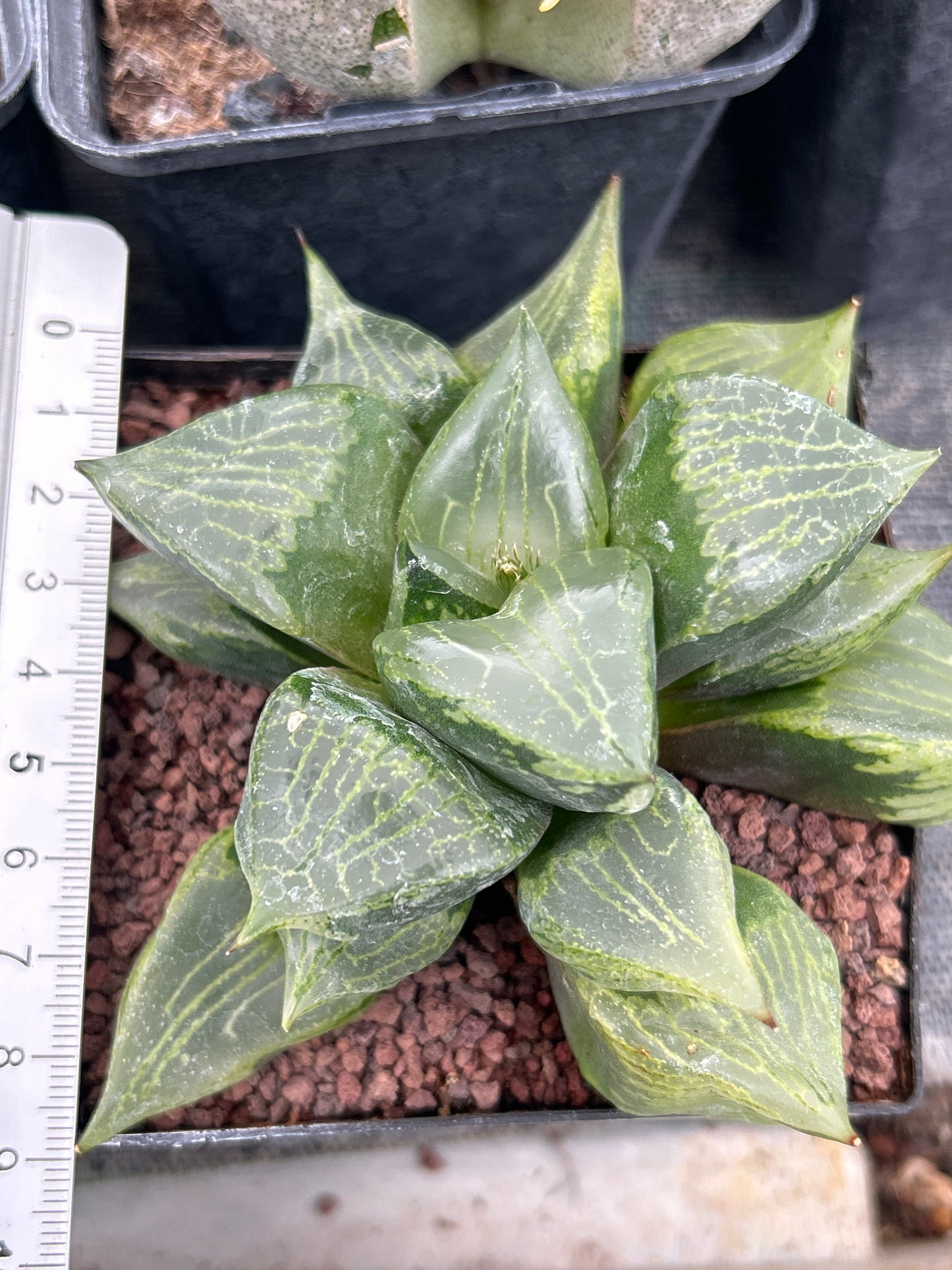 Haworthia cv. 'Urahnnya'