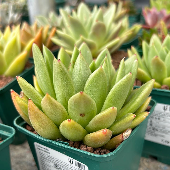 Echeveria agavoides