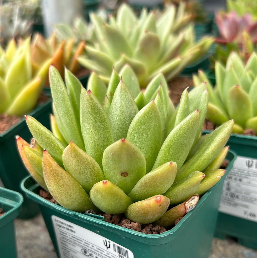 Echeveria agavoides