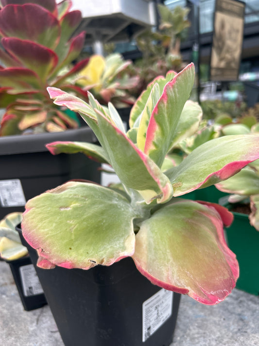 Kalanchoe luciae