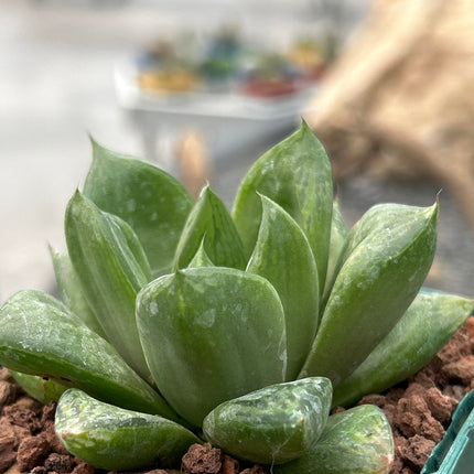 Haworthia 'Cuspitata'