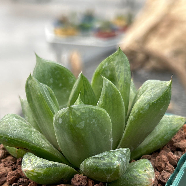 Haworthia 'Cuspitata'
