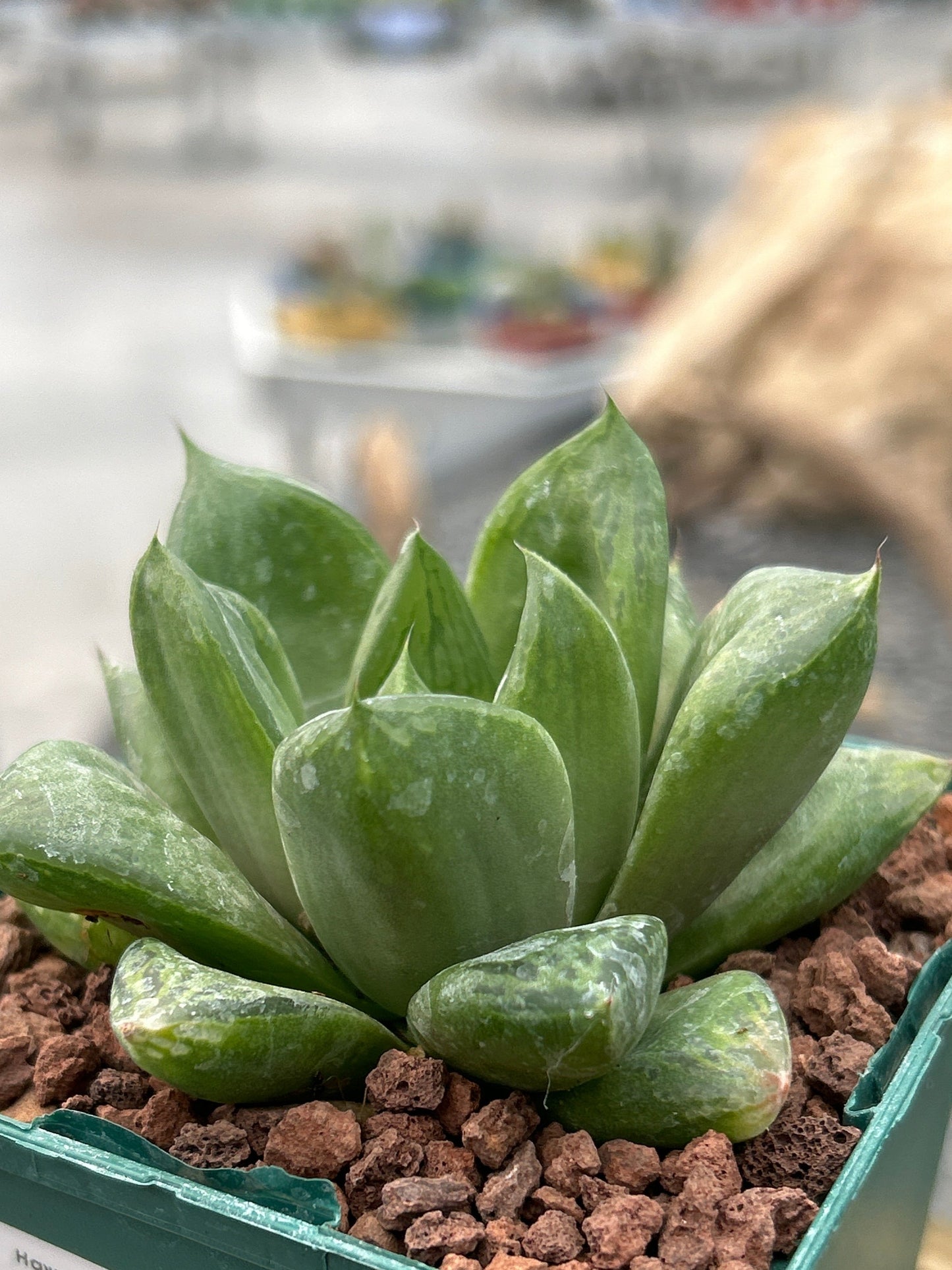 Haworthia 'Cuspitata'