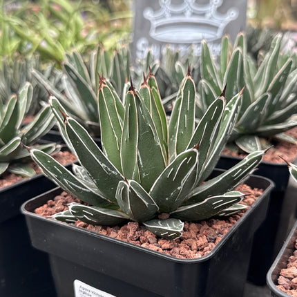 Agave victoriae-reginae