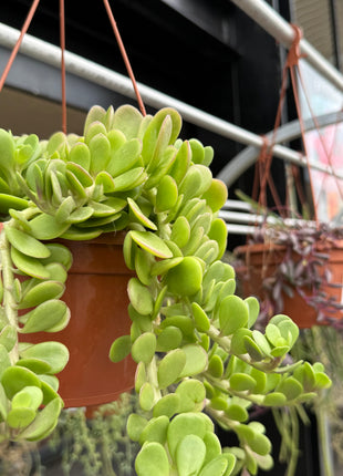 Senecio jacobsenii