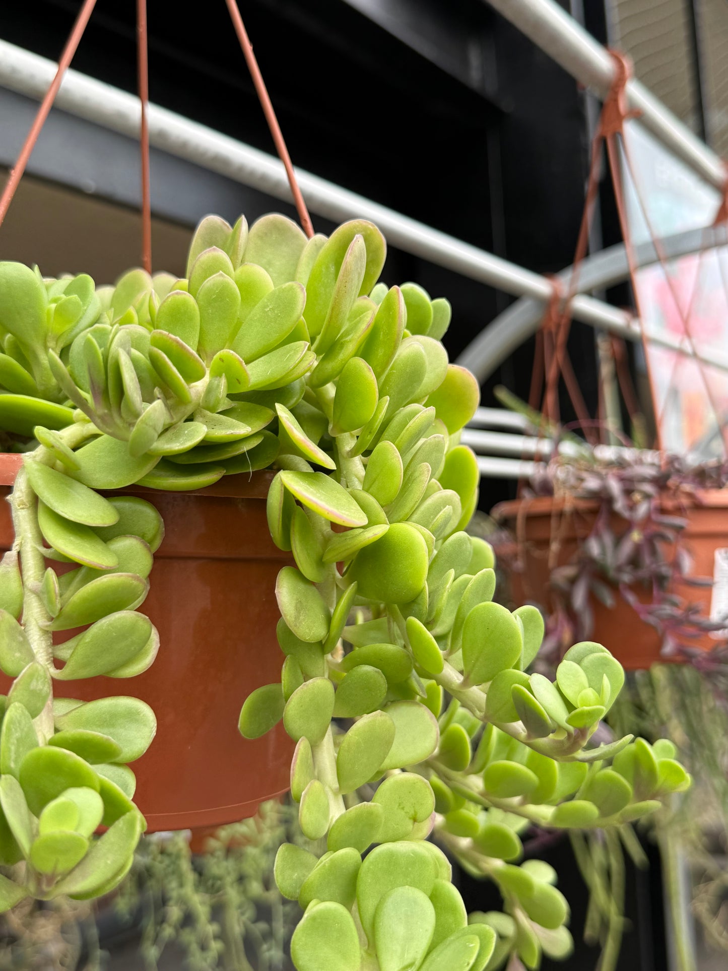 Senecio jacobsenii