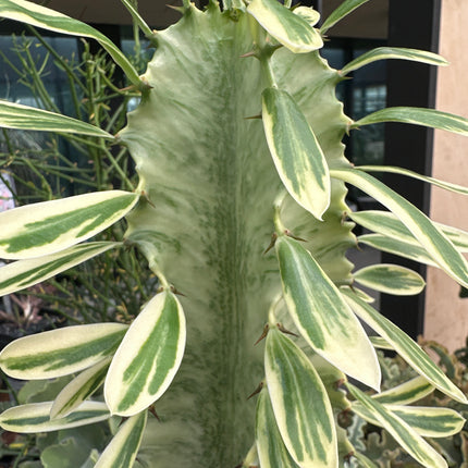 Euphorbia ammak 'Variegata' | Variegated Arabian Candelabra