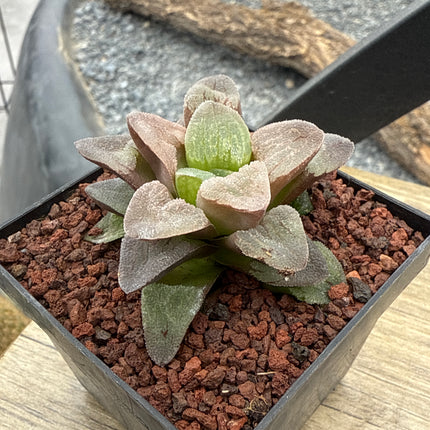 Haworthia pygmaea 'Pink Beauty'