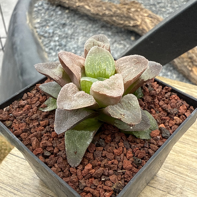 Haworthia pygmaea ‘Pink Beauty’