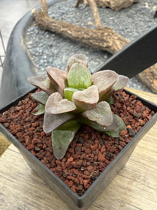 Haworthia pygmaea ‘Pink Beauty’