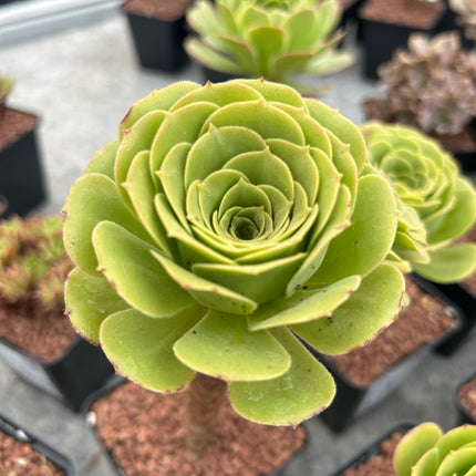 Aeonium canariense