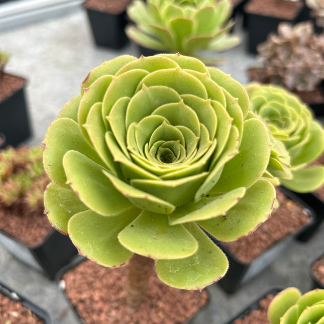 Aeonium canariense