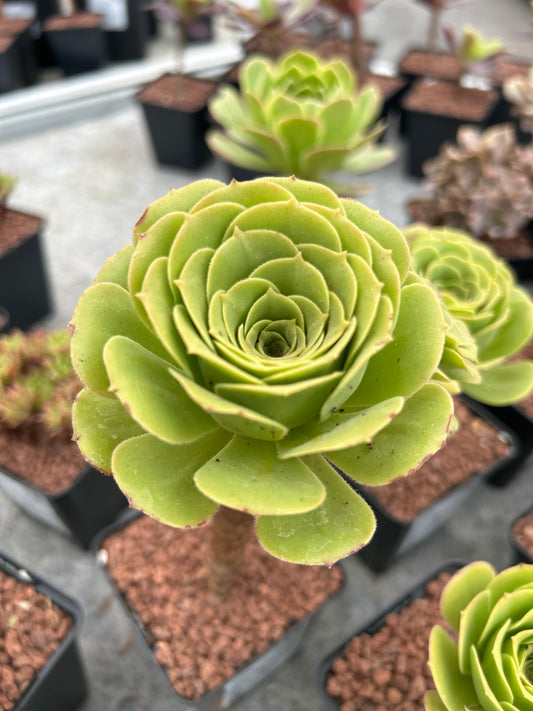 Aeonium canariense