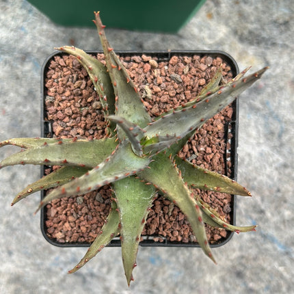 Aloe Castilloniae