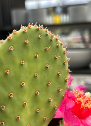 Opuntia basilaris var. longibracteata