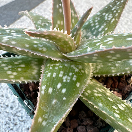 Aloe 'Fire Bird' | Aloe híbrido de Shannon Lyons’s