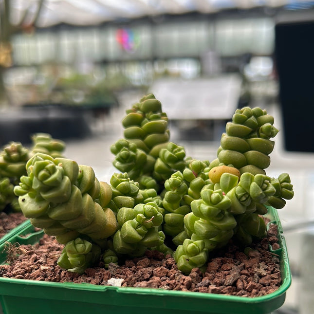 Crassula marchandii