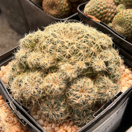 Weingartia tarabucoensis subsp. patriciae