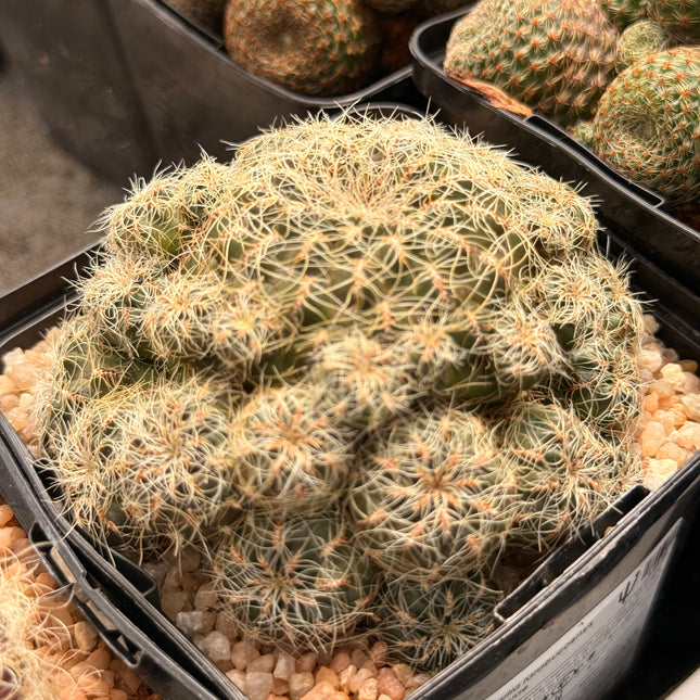 Weingartia tarabucoensis subsp. patriciae