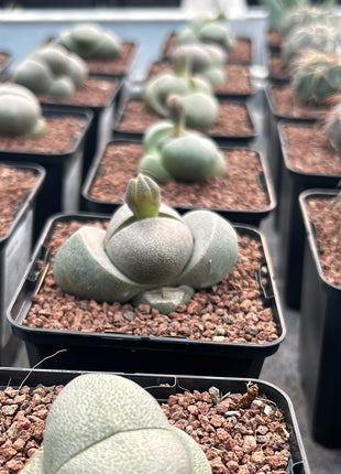 Pleiospilos nelii