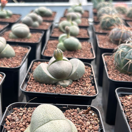 Pleiospilos nelii