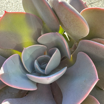 x Graptoveria ‘Black Racoon’