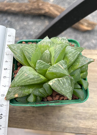 Haworthia retusa var. fouchei